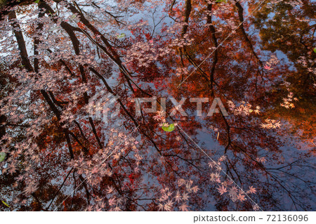 Autumn leaves in Nagasaki / Thirty Garden Autumn leaves in Nagasaki / Thirty Garden 72136096