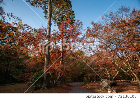 Autumn leaves in Nagasaki / Thirty Garden Autumn leaves in Nagasaki / Thirty Garden 72136105