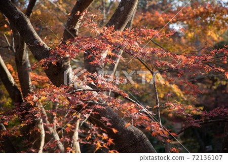 Autumn leaves in Nagasaki / Thirty Garden Autumn leaves in Nagasaki / Thirty Garden 72136107