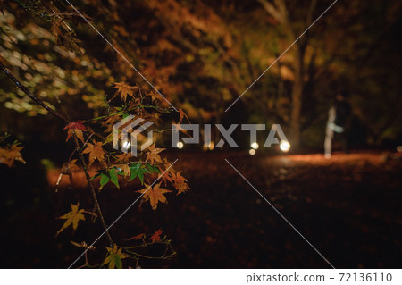 Autumn leaves in Nagasaki / Thirty Garden Autumn leaves in Nagasaki / Thirty Garden 72136110