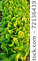 Fresh lettuce garden with sunlight, lots of green leaves, fresh vegetables. 72136439