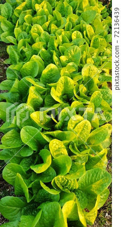 Fresh lettuce garden with sunlight, lots of green leaves, fresh vegetables. Fresh lettuce garden with sunlight, lots of green leaves, fresh vegetables. 72136439