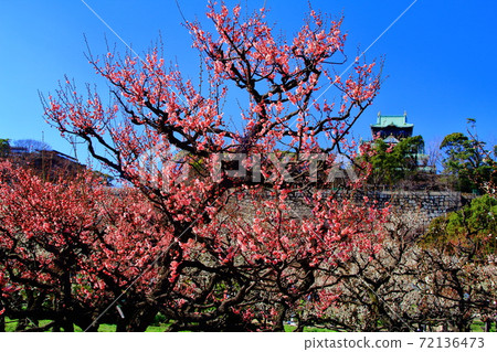 Plum blossoms blooming in Osaka Castle Park (Osaka Prefecture) <Yaetobai> Plum blossoms blooming in Osaka Castle Park (Osaka Prefecture) <Yaetobai> 72136473