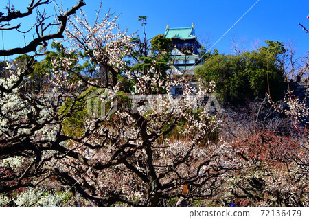 Plum blossoms blooming in Osaka Castle Park (Osaka Prefecture) <Full moon> 72136479