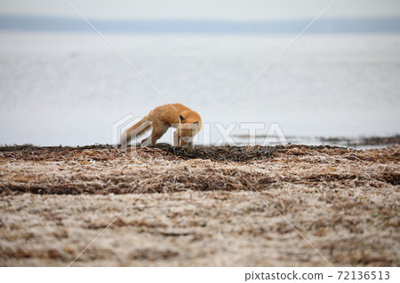 Kita fox on the Notsuke Peninsula looking for food 72136513