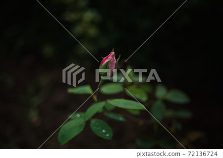 Beautiful roses in garden, roses for Valentine Day. Beautiful roses in garden, roses for Valentine Day. 72136724