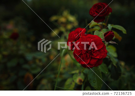 Beautiful roses in garden, roses for Valentine Day. Beautiful roses in garden, roses for Valentine Day. 72136725