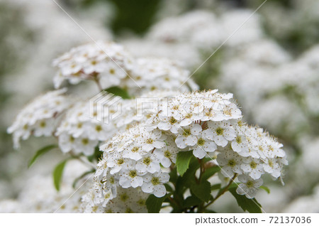 The name of this white flower is Kodemari. It... - Stock Photo