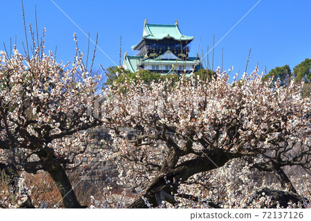 Plum blossoms blooming in Osaka Castle Park (Osaka Prefecture) <Nankou> Plum blossoms blooming in Osaka Castle Park (Osaka Prefecture) <Nankou> 72137126