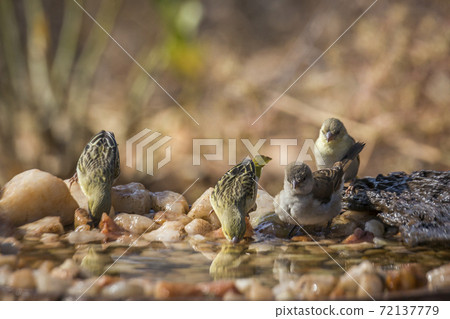 Southern Grey headed Sparrow and Village weaver in Kruger National park, South Africa Southern Grey headed Sparrow and Village weaver in Kruger National park, South Africa 72137779
