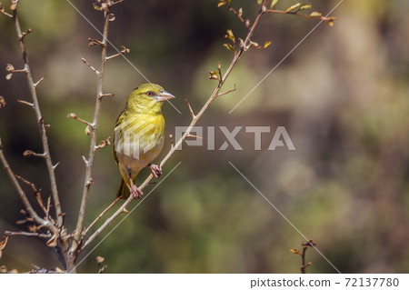 Village weaver in Kruger National park, South Africa Village weaver in Kruger National park, South Africa 72137780