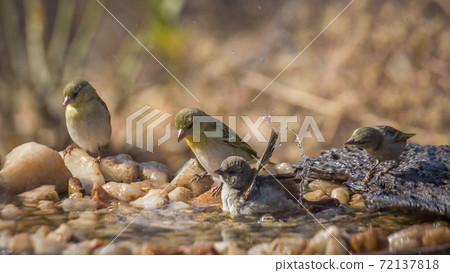 Southern Grey headed Sparrow and Village weaver in Kruger National park, South Africa Southern Grey headed Sparrow and Village weaver in Kruger National park, South Africa 72137818