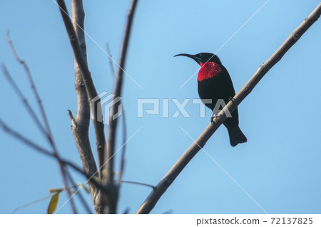 Scarlet chested Sunbird in Kruger National park, South Africa 72137825