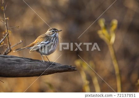 Red backed Scrub Robin in Kruger National park, South Africa Red backed Scrub Robin in Kruger National park, South Africa 72137851