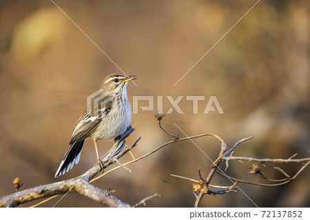 Red backed Scrub Robin in Kruger National park, South Africa Red backed Scrub Robin in Kruger National park, South Africa 72137852