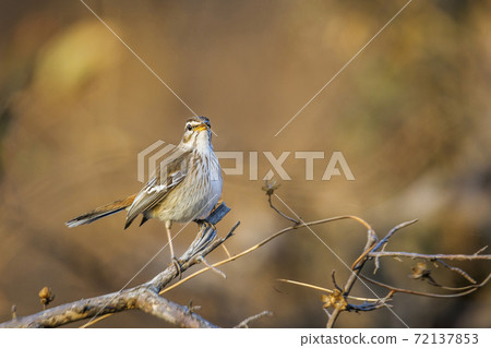 Red backed Scrub Robin in Kruger National park, South Africa Red backed Scrub Robin in Kruger National park, South Africa 72137853