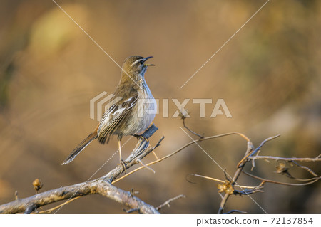 Red backed Scrub Robin in Kruger National park, South Africa Red backed Scrub Robin in Kruger National park, South Africa 72137854