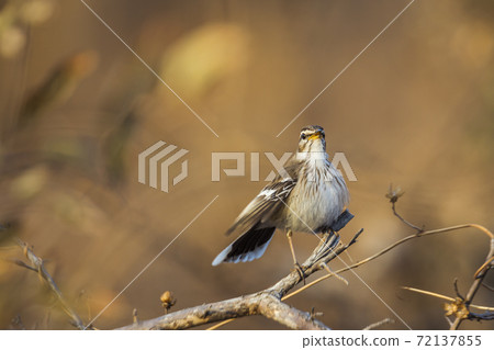 Red backed Scrub Robin in Kruger National park, South Africa Red backed Scrub Robin in Kruger National park, South Africa 72137855