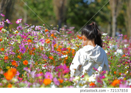 Girl in a cosmos field Girl in a cosmos field 72137858