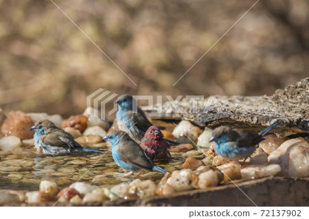 Blue breasted Cordonbleu and Jameson Firefinch in Kruger National park, South Africa Blue breasted Cordonbleu and Jameson Firefinch in Kruger National park, South Africa 72137902