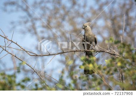 Grey go away bird in Kruger National park, South Africa 72137908