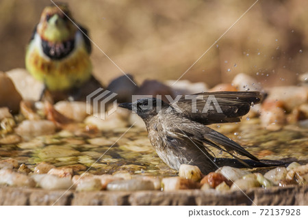Dark capped Bulbul in Kruger National park, South Africa Dark capped Bulbul in Kruger National park, South Africa 72137928
