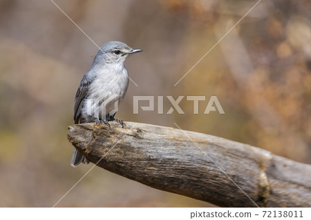 Ashy Flycatcher in Kruger National park, South Africain Kruger National park, South Africa Ashy Flycatcher in Kruger National park, South Africain Kruger National park, South Africa 72138011