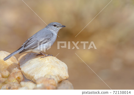Ashy Flycatcher in Kruger National park, South Africain Kruger National park, South Africa 72138014