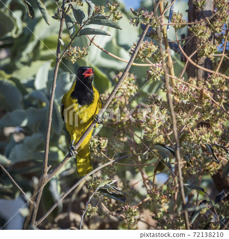 African Black headed Oriole in Kruger National park, South Africa 72138210