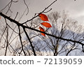 3 autumn leaves 72139059