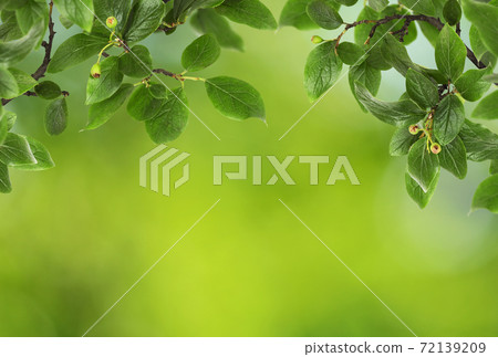 Twigs with green leaves and berries in nature top frame on soft bokeh 72139209