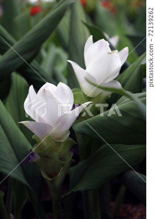 White Siam Tulip on the Nursery plants. Curcuma alismatifolia or summer tulip is a tropical plant 72139262