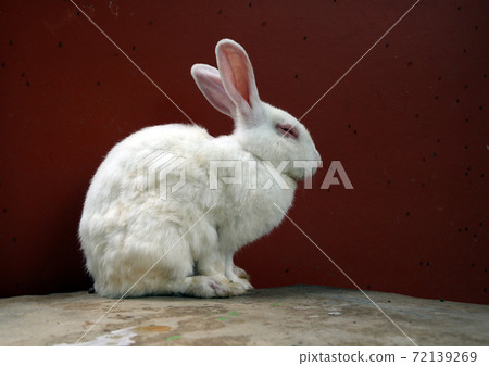 White rabbit sitting on the rock table and red background. 72139269