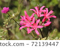 Nerine 72139447