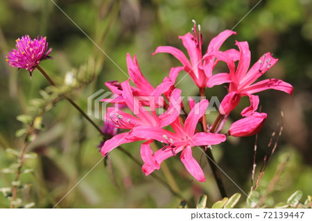 Nerine Nerine 72139447