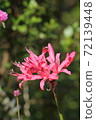 Nerine 72139448