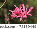 Nerine 72139449