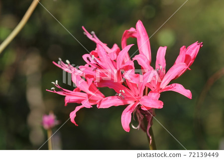 Nerine 72139449