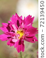Yaezaki Cosmos 72139450