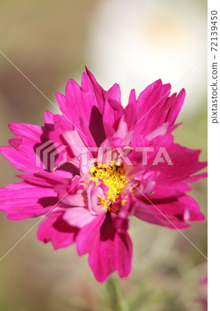 Yaezaki Cosmos Yaezaki Cosmos 72139450