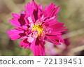 Yaezaki Cosmos 72139451