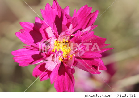 Yaezaki Cosmos 72139451