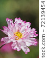 Yaezaki Cosmos 72139454