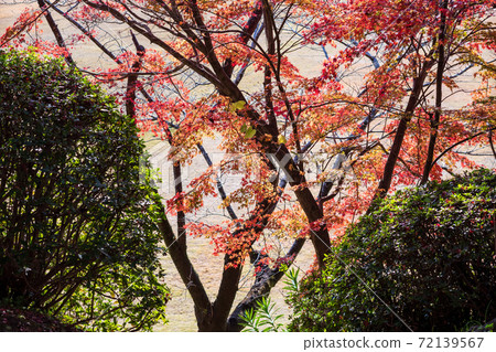 The colored leaves of the colored red maple and blue maple of Kikuchi Shrine are beautiful 72139567