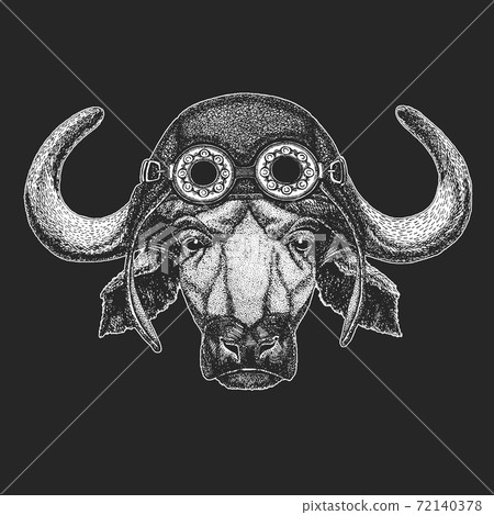 Portrait of buffalo, bison, bull, cow. Aviator leather helmet. Face of animal. 72140378