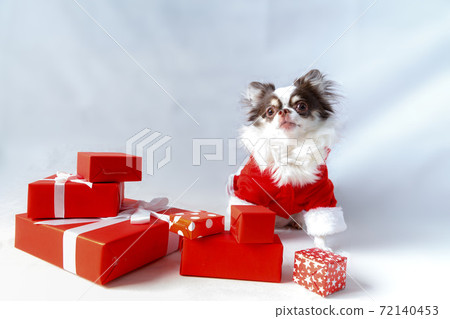 Chihuahua dog wearing a red christmas santa costume with gift box and looks at camera. Chihuahua dog wearing a red christmas santa costume with gift box and looks at camera. 72140453