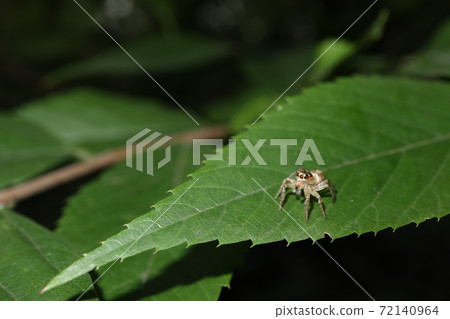 Denitz Huetri 72140964