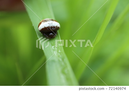 白尾Torinoffundamashi 72140974