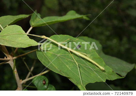 Ramulus irregulariterdenta with some missing legs 72140979