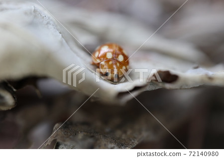 Vibidia duodecium in the fallen leaves Vibidia duodecium in the fallen leaves 72140980